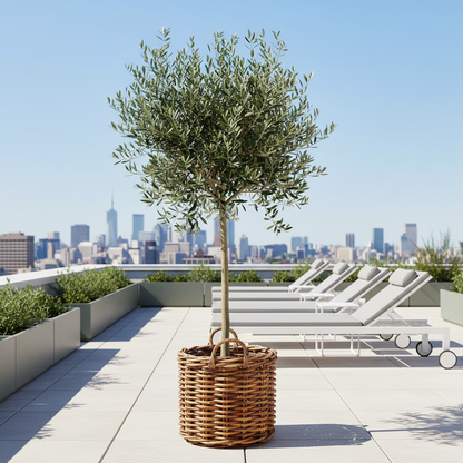 Korb >Botanica< Pflanzkorb aus dickem Rattan rund - 4 Größen